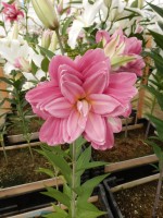 [4550 VH26 No02.JPG]